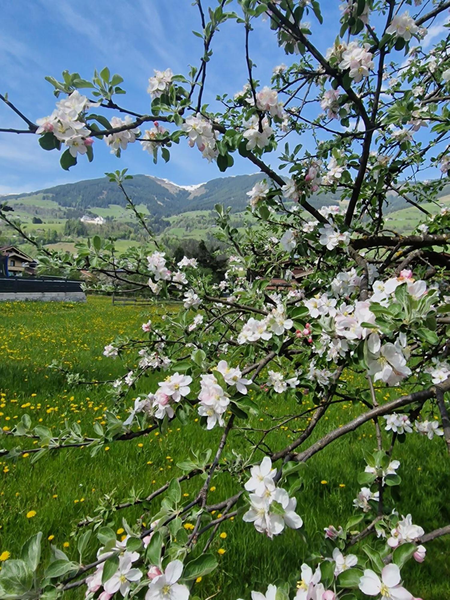 Golf&Ski Appartements Mittersill Trausmuth Monika inkl Sommercard Nationalpark Hohe Tauern Exterior foto